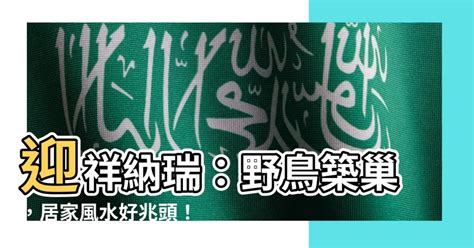 築巢 風水|【鳥築巢吉兆】迎祥納瑞：野鳥築巢，居家風水好兆。